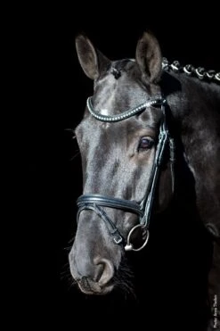 Schockemohle Rome Select Anatomical Bridle