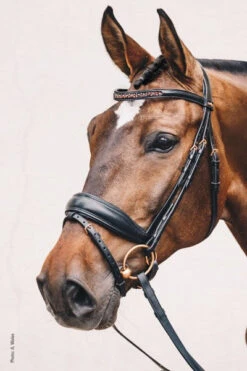 Schockemöhle Standford S Bridle