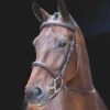 Shires Rossano Amalfi Bridle