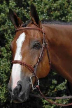Vespucci Fancy Raised Hunter Bridle