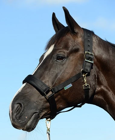 Bucas Comfort Halter 2 Bucas Comfort Halter - Image 2