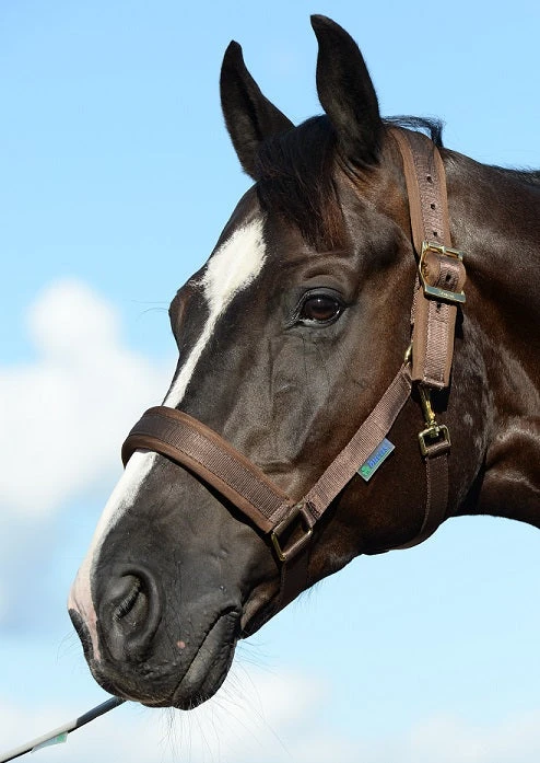 Bucas Comfort Halter 3 Bucas Comfort Halter - Image 3