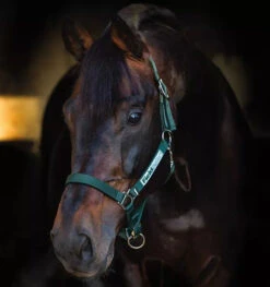 HORSEWARE IRELAND - Rambo Fieldsafe Halter -Best Saddle Shop DHHF40 G000 2