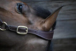 Kentucky Anatomic "Leather" Halter -Best Saddle Shop KALH 4