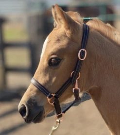 Sage Family Rose Gold Leather Foal Halter