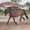 PESSOA - LUNGING SYSTEM