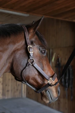 BigM 1" Unpadded Leather Halter