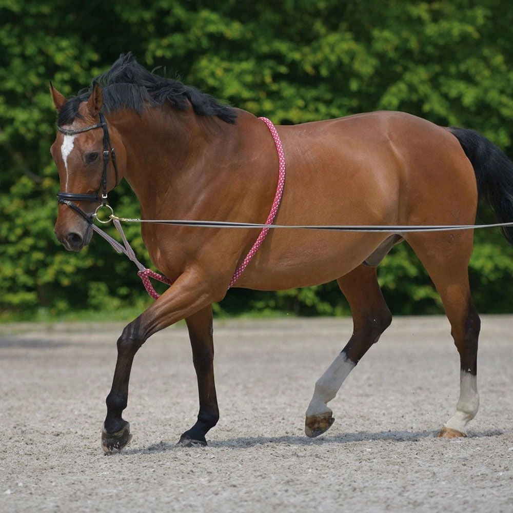 Waldhausen Lunging Aid 1 Waldhausen Lunging Aid