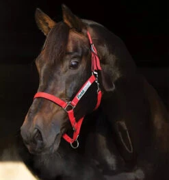 HORSEWARE IRELAND - Rambo Fieldsafe Halter -Best Saddle Shop dhhf40 r000 01 1
